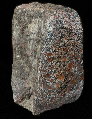 Polished Agatized Dinosaur Bone - Colorado #38342